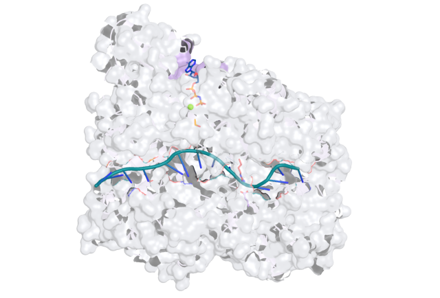 Molecular surface and ribbon representation of a protein–nucleic-acid complex with bound ligands
