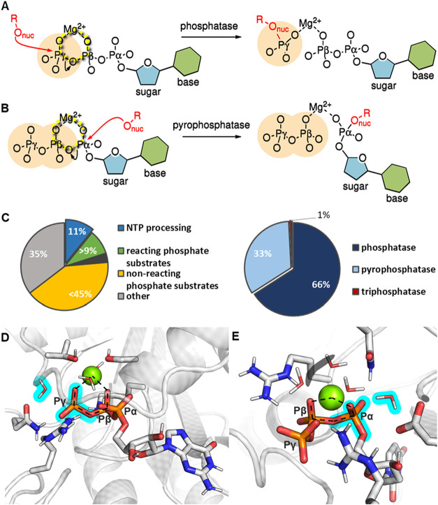 Reaction schemes, enzyme statistics and active-site structures illustrating the Mg-pinch motif