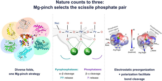 Visual abstract of the universal Mg-pinch motif in NTP-processing enzymes