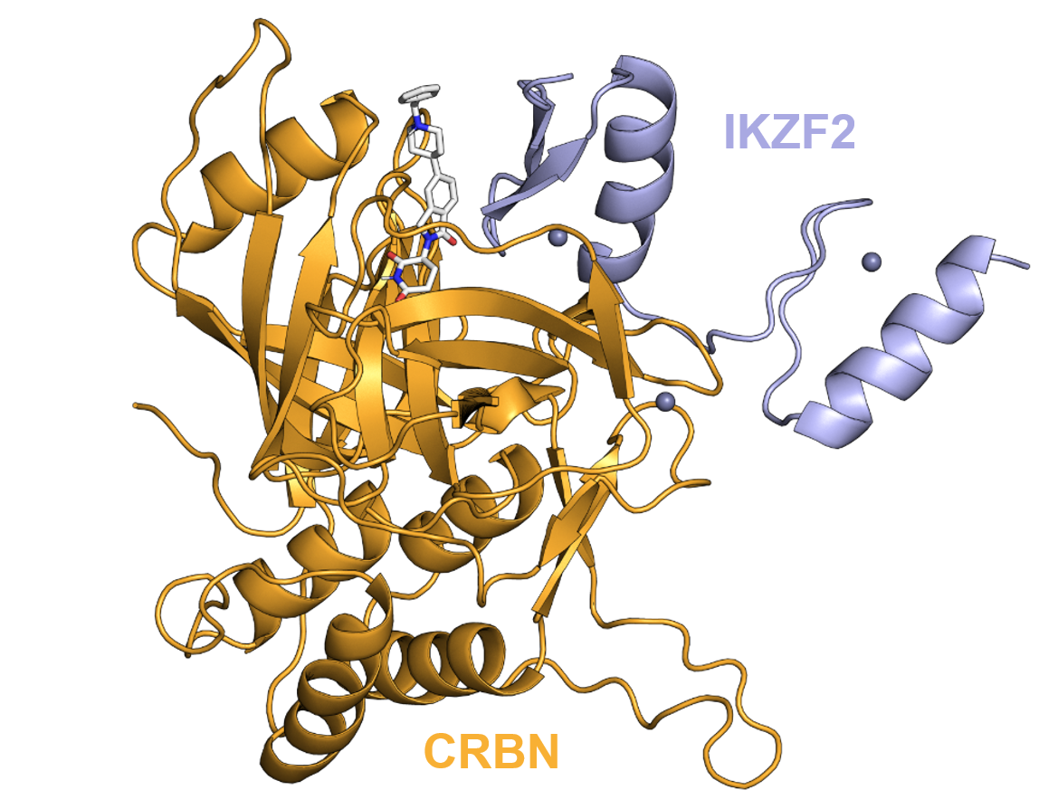CRBN and IKZF2 ternary complex with the white-stick molecular glue bound in the CRBN pocket