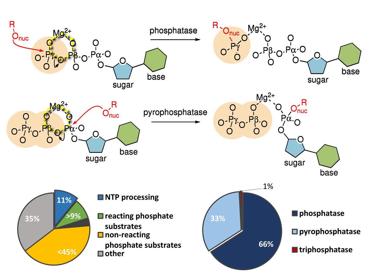 Phosphatase and pyrophosphatase reaction schemes with enzyme-family statistics
